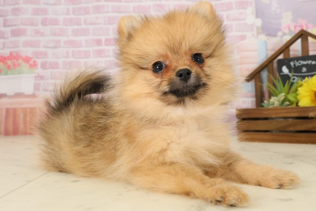 山口県のポメラニアン (Coo&RIKUシーモール下関店/2025年8月29日生まれ/女の子/オレンジセーブル)の子犬の2枚目の画像