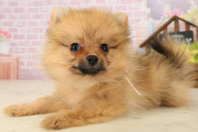 山口県のポメラニアン (Coo&RIKUシーモール下関店/2025年8月29日生まれ/女の子/オレンジセーブル)の子犬の3枚目の画像