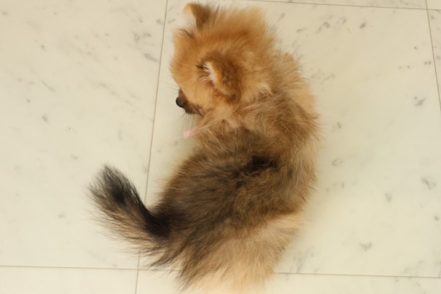 山口県のポメラニアン (Coo&RIKUシーモール下関店/2025年8月29日生まれ/女の子/オレンジセーブル)の子犬の4枚目の画像