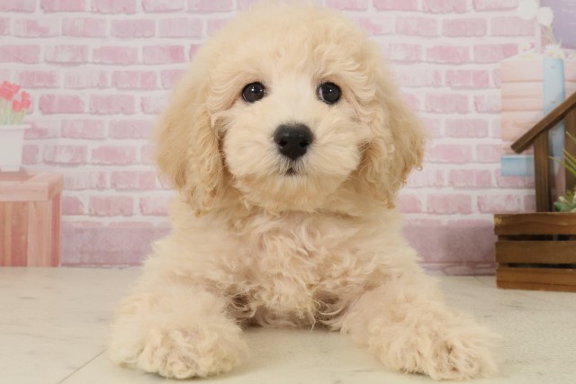 広島県のトイプードル(トイ) (Coo&RIKU東広島店/2025年9月3日生まれ/男の子/ペールフォーン)の子犬