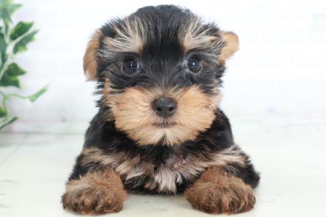 長崎県のヨークシャーテリア (Coo&RIKU長崎浜町店/2025年9月7日生まれ/男の子/スチールブルータン)の子犬