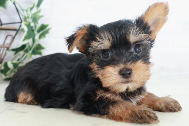 長崎県のヨークシャーテリア (Coo&RIKU長崎浜町店/2025年9月7日生まれ/男の子/スチールブルータン)の子犬の2枚目の画像