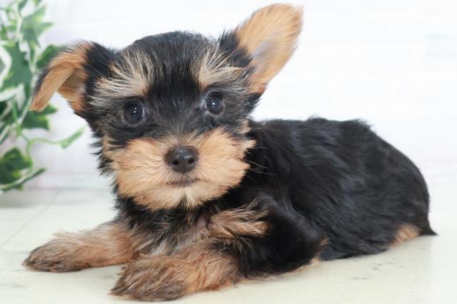 長崎県のヨークシャーテリア (Coo&RIKU長崎浜町店/2025年9月7日生まれ/男の子/スチールブルータン)の子犬の3枚目の画像