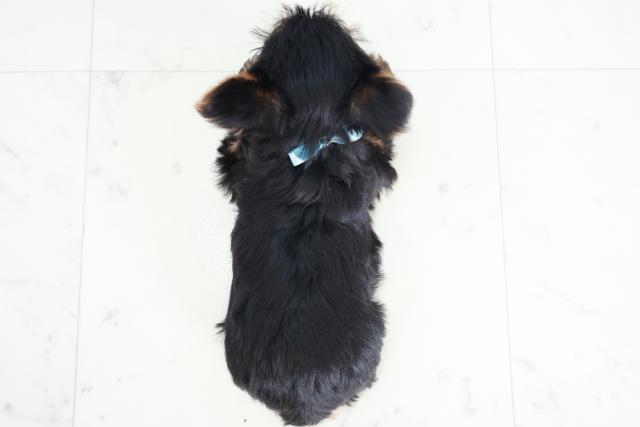 長崎県のヨークシャーテリア (Coo&RIKU長崎浜町店/2025年9月7日生まれ/男の子/スチールブルータン)の子犬の4枚目の画像