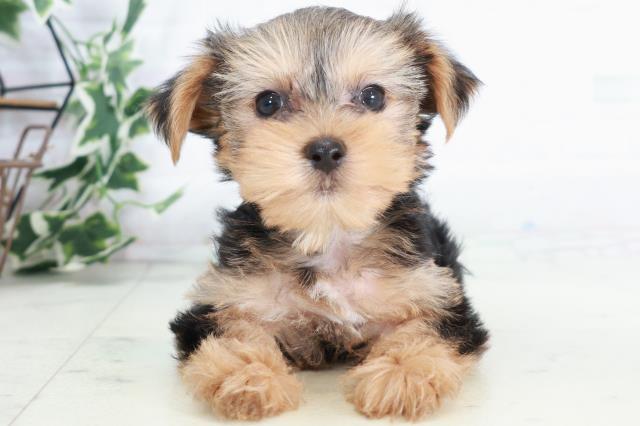 ヨークシャーテリア