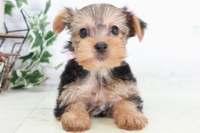 大分県のヨークシャーテリア (Coo&RIKU大分店/2025年9月7日生まれ/女の子/スチールブルータン)の子犬の1枚目の画像