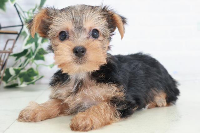 大分県のヨークシャーテリア (Coo&RIKU大分店/2025年9月7日生まれ/女の子/スチールブルータン)の子犬の3枚目の画像