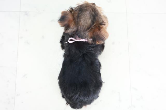 大分県のヨークシャーテリア (Coo&RIKU大分店/2025年9月7日生まれ/女の子/スチールブルータン)の子犬の4枚目の画像