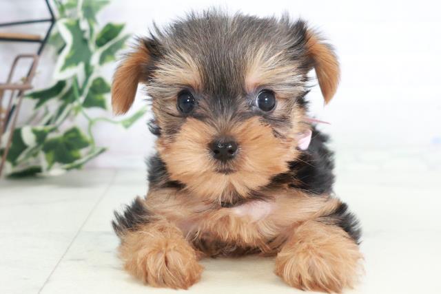 ヨークシャーテリア