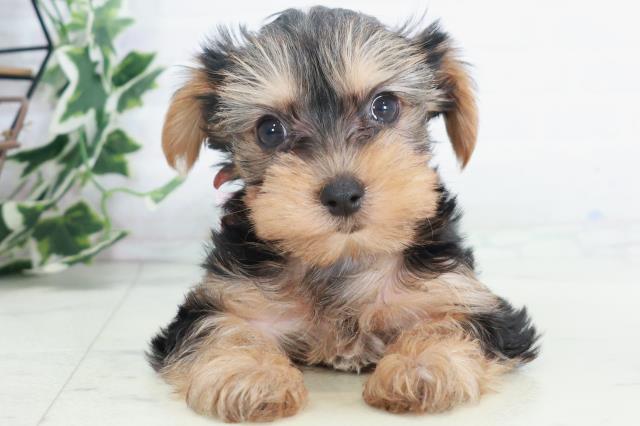 熊本県のヨークシャーテリア (Coo&RIKUカリーノ玉名店/2025年9月7日生まれ/女の子/スチールブルータン)の子犬