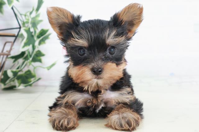 ヨークシャーテリア