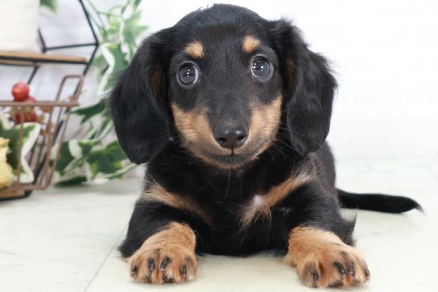 広島県のミニチュアダックスフンド(ロング) (Coo&RIKU東広島店/2025年9月7日生まれ/男の子/ブラックタン)の子犬