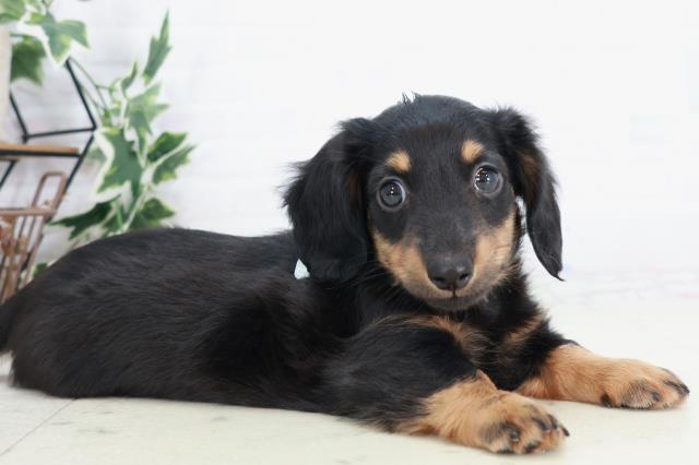 広島県のミニチュアダックスフンド(ロング) (Coo&RIKU東広島店/2025年9月7日生まれ/男の子/ブラックタン)の子犬の2枚目の画像