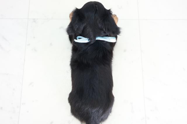 広島県のミニチュアダックスフンド(ロング) (Coo&RIKU東広島店/2025年9月7日生まれ/男の子/ブラックタン)の子犬の4枚目の画像