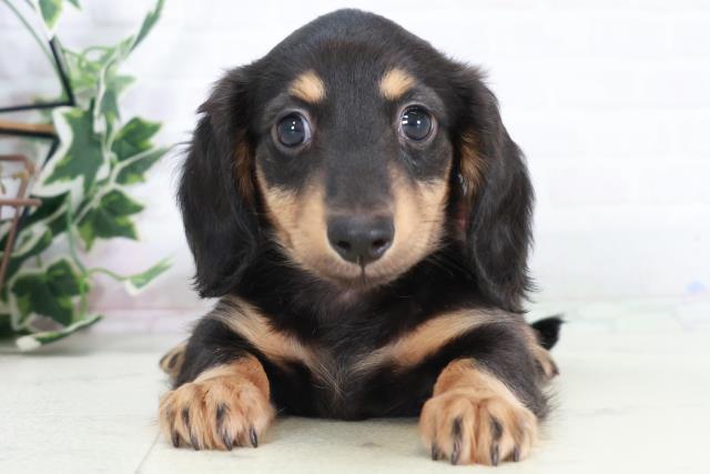 高知県のミニチュアダックスフンド(ロング) (Coo&RIKU高知御座店/2025年9月7日生まれ/女の子/ブラックタン)の子犬の1枚目の画像