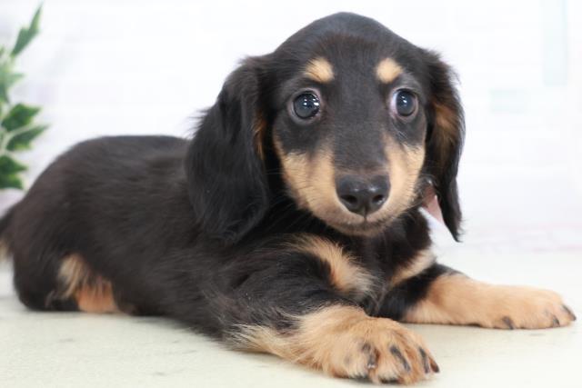 高知県のミニチュアダックスフンド(ロング) (Coo&RIKU高知御座店/2025年9月7日生まれ/女の子/ブラックタン)の子犬の2枚目の画像