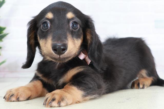 高知県のミニチュアダックスフンド(ロング) (Coo&RIKU高知御座店/2025年9月7日生まれ/女の子/ブラックタン)の子犬の3枚目の画像