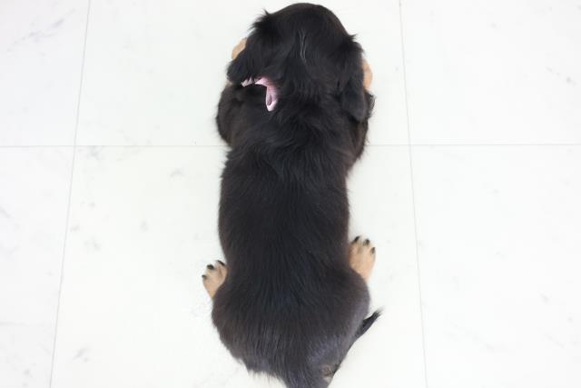 高知県のミニチュアダックスフンド(ロング) (Coo&RIKU高知御座店/2025年9月7日生まれ/女の子/ブラックタン)の子犬の4枚目の画像