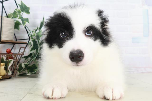 福岡県のボーダーコリー (Coo&RIKUゆめタウン飯塚店/2025年9月3日生まれ/男の子/ブラックホワイト)の子犬の1枚目の画像