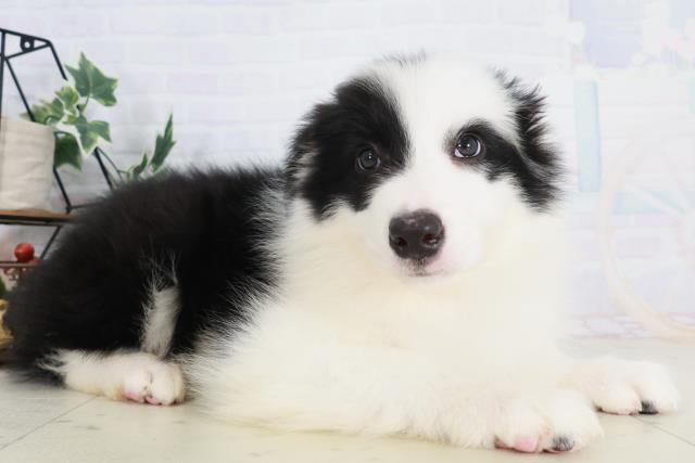 福岡県のボーダーコリー (Coo&RIKUゆめタウン飯塚店/2025年9月3日生まれ/男の子/ブラックホワイト)の子犬の2枚目の画像