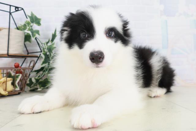 福岡県のボーダーコリー (Coo&RIKUゆめタウン飯塚店/2025年9月3日生まれ/男の子/ブラックホワイト)の子犬の3枚目の画像