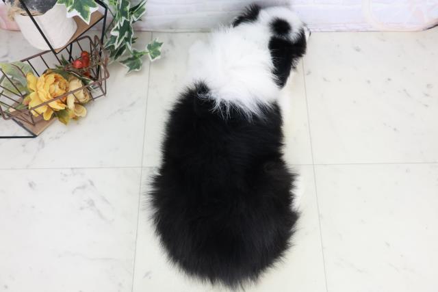 福岡県のボーダーコリー (Coo&RIKUゆめタウン飯塚店/2025年9月3日生まれ/男の子/ブラックホワイト)の子犬の4枚目の画像