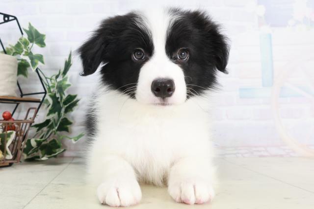 広島県のボーダーコリー (Coo&RIKU広島北店/2025年9月3日生まれ/男の子/ブラックホワイト)の子犬の1枚目の画像