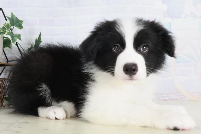 広島県のボーダーコリー (Coo&RIKU広島北店/2025年9月3日生まれ/男の子/ブラックホワイト)の子犬の2枚目の画像