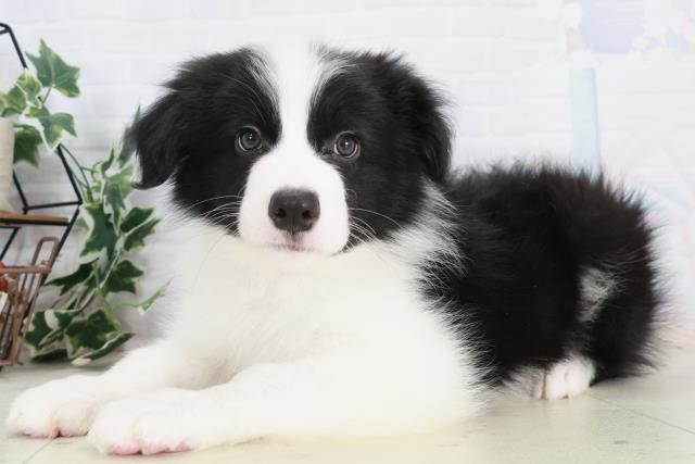 広島県のボーダーコリー (Coo&RIKU広島北店/2025年9月3日生まれ/男の子/ブラックホワイト)の子犬の3枚目の画像