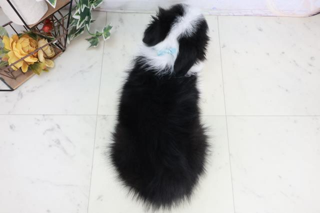 広島県のボーダーコリー (Coo&RIKU広島北店/2025年9月3日生まれ/男の子/ブラックホワイト)の子犬の4枚目の画像