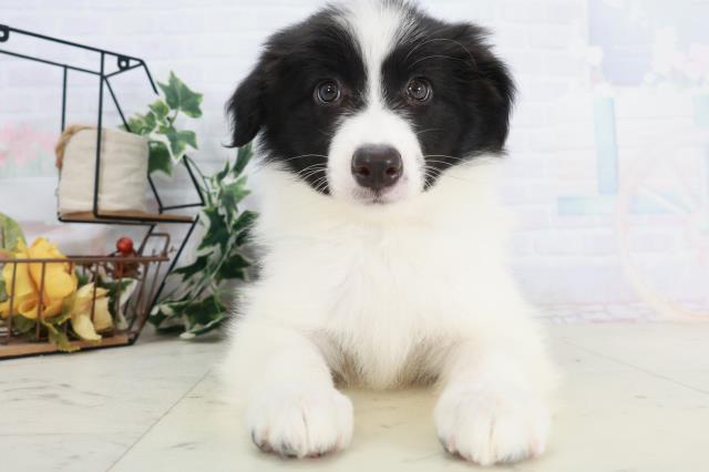 熊本県のボーダーコリー (Coo&RIKU宇土シティモール店/2025年9月3日生まれ/男の子/ブラックホワイト)の子犬の1枚目の画像