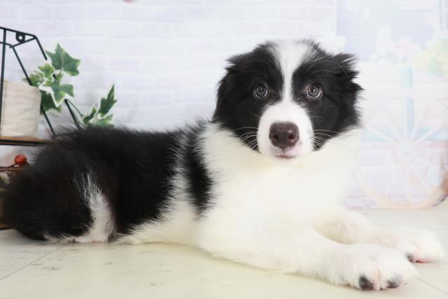 熊本県のボーダーコリー (Coo&RIKU宇土シティモール店/2025年9月3日生まれ/男の子/ブラックホワイト)の子犬の2枚目の画像