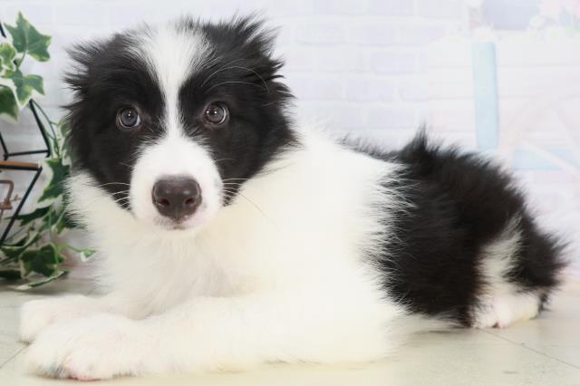 熊本県のボーダーコリー (Coo&RIKU宇土シティモール店/2025年9月3日生まれ/男の子/ブラックホワイト)の子犬の3枚目の画像