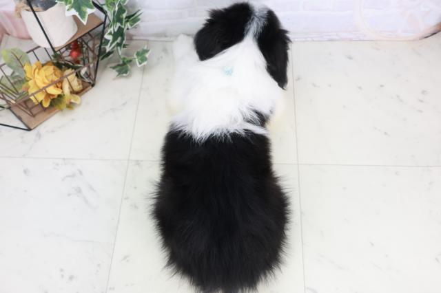 熊本県のボーダーコリー (Coo&RIKU宇土シティモール店/2025年9月3日生まれ/男の子/ブラックホワイト)の子犬の4枚目の画像