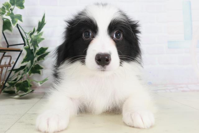 佐賀県のボーダーコリー (Coo&RIKU佐賀神埼店/2025年9月3日生まれ/男の子/ブラックホワイト)の子犬の1枚目の画像