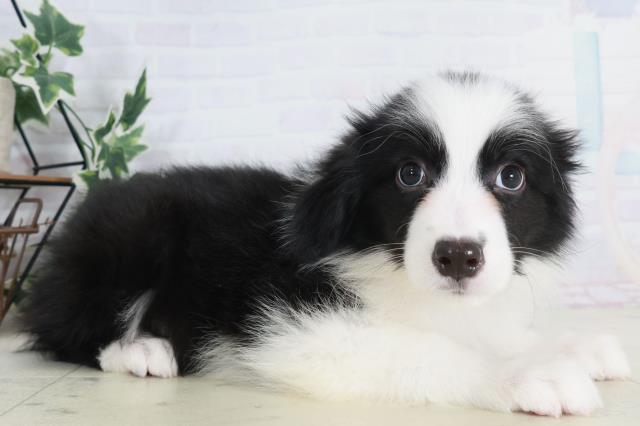 佐賀県のボーダーコリー (Coo&RIKU佐賀神埼店/2025年9月3日生まれ/男の子/ブラックホワイト)の子犬の2枚目の画像