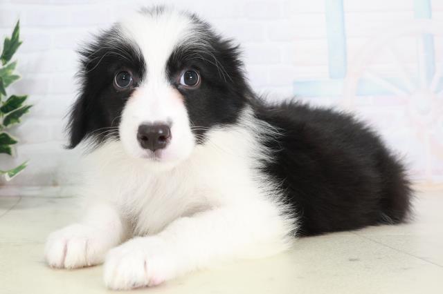 佐賀県のボーダーコリー (Coo&RIKU佐賀神埼店/2025年9月3日生まれ/男の子/ブラックホワイト)の子犬の3枚目の画像