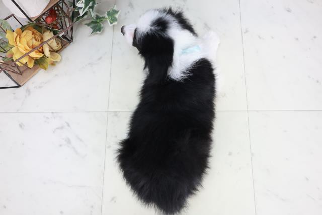 佐賀県のボーダーコリー (Coo&RIKU佐賀神埼店/2025年9月3日生まれ/男の子/ブラックホワイト)の子犬の4枚目の画像