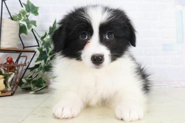 ボーダーコリー