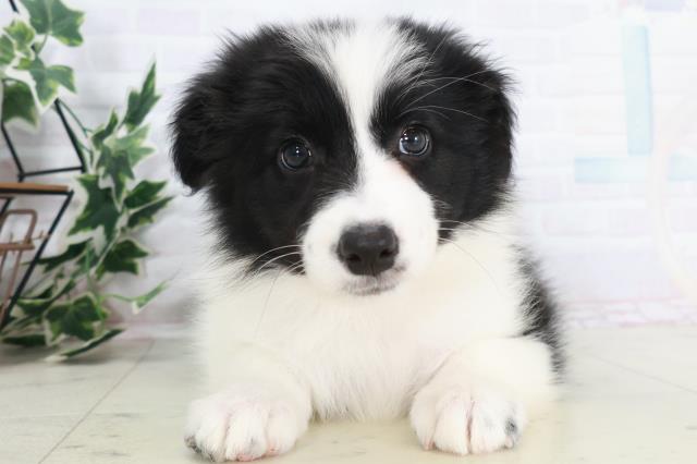 島根県のボーダーコリー (Coo&RIKU出雲店/2025年9月3日生まれ/女の子/ブラックホワイト)の子犬の1枚目の画像