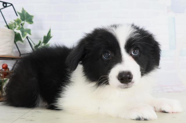 島根県のボーダーコリー (Coo&RIKU出雲店/2025年9月3日生まれ/女の子/ブラックホワイト)の子犬の2枚目の画像