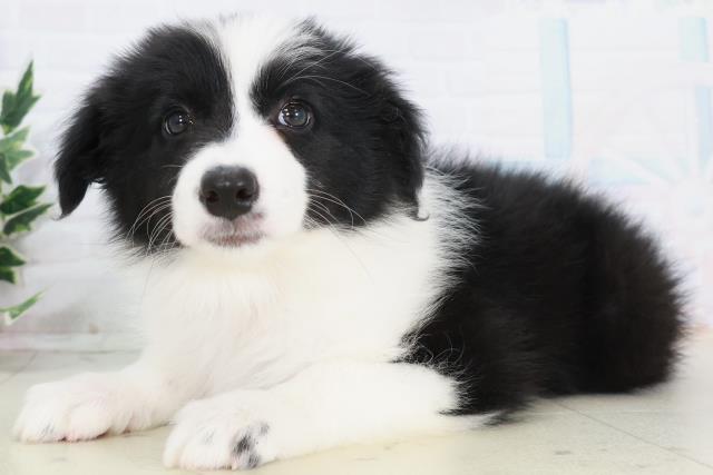 島根県のボーダーコリー (Coo&RIKU出雲店/2025年9月3日生まれ/女の子/ブラックホワイト)の子犬の3枚目の画像