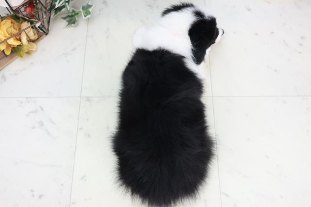 島根県のボーダーコリー (Coo&RIKU出雲店/2025年9月3日生まれ/女の子/ブラックホワイト)の子犬の4枚目の画像