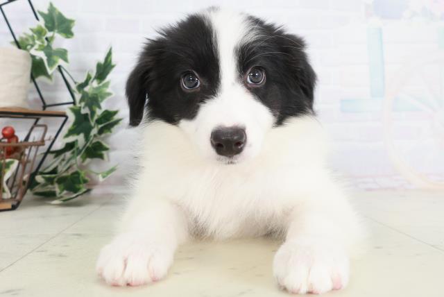 福岡県のボーダーコリー (Coo&RIKU福岡古賀店/2025年9月3日生まれ/女の子/ブラックホワイト)の子犬の1枚目の画像