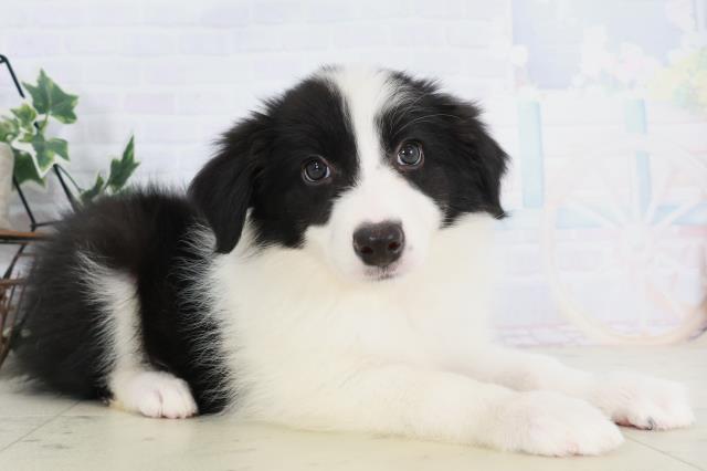 福岡県のボーダーコリー (Coo&RIKU福岡古賀店/2025年9月3日生まれ/女の子/ブラックホワイト)の子犬の2枚目の画像