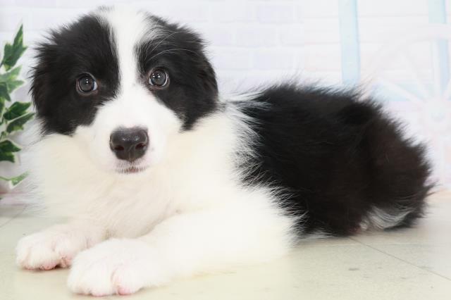 福岡県のボーダーコリー (Coo&RIKU福岡古賀店/2025年9月3日生まれ/女の子/ブラックホワイト)の子犬の3枚目の画像