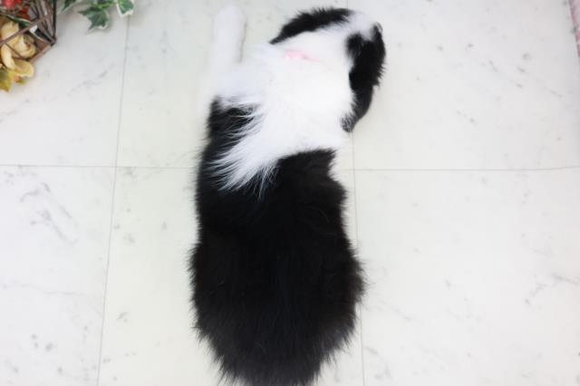 福岡県のボーダーコリー (Coo&RIKU福岡古賀店/2025年9月3日生まれ/女の子/ブラックホワイト)の子犬の4枚目の画像