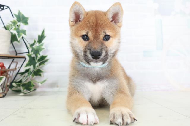 広島県の柴犬(標準サイズ) (Coo&RIKU福山店/2025年9月4日生まれ/男の子/赤)の子犬の1枚目の画像