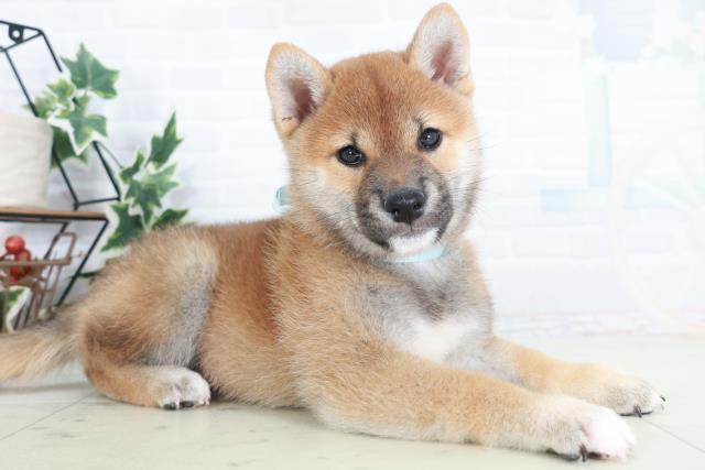 広島県の柴犬(標準サイズ) (Coo&RIKU福山店/2025年9月4日生まれ/男の子/赤)の子犬の2枚目の画像