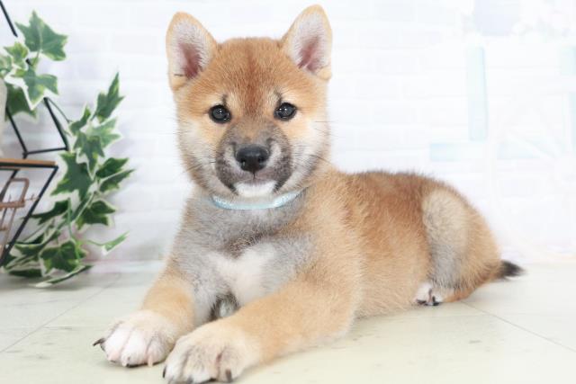 広島県の柴犬(標準サイズ) (Coo&RIKU福山店/2025年9月4日生まれ/男の子/赤)の子犬の3枚目の画像